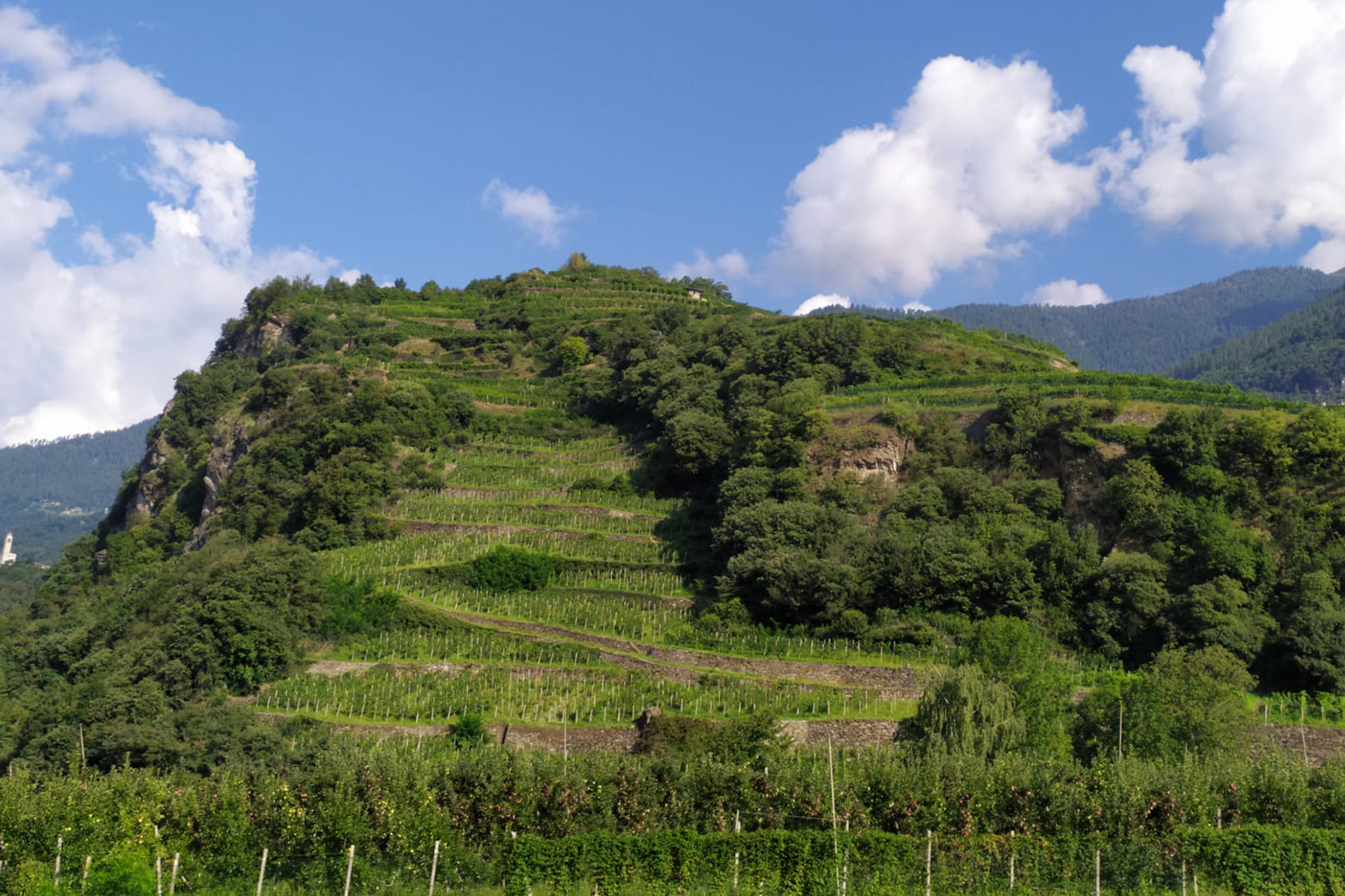 Cantina Rainoldi